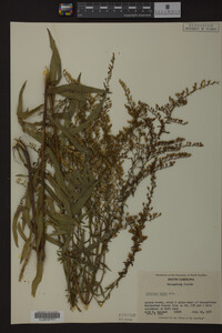 Solidago odora image
