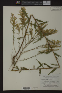Solidago odora image