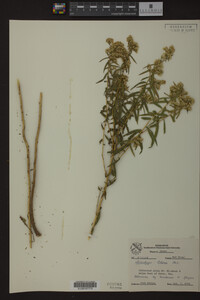 Solidago odora image