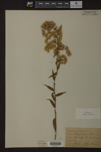 Solidago odora image