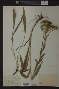 Solidago ohioensis image