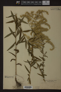 Solidago odora image