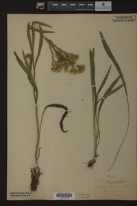Solidago ohioensis image