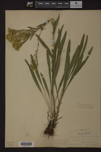 Solidago ohioensis image