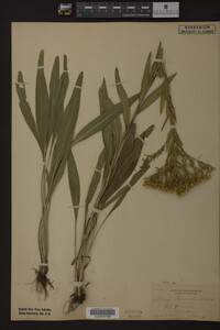 Solidago ohioensis image