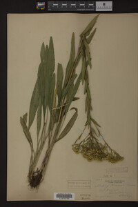 Solidago ohioensis image