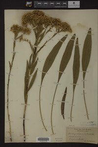 Solidago ohioensis image