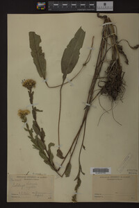 Solidago ohioensis image