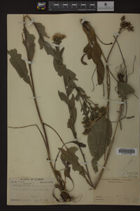 Solidago ohioensis image