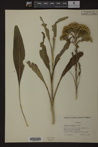 Solidago ohioensis image