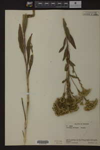 Solidago ohioensis image