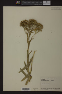 Solidago ohioensis image