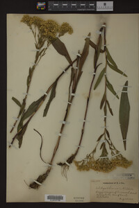 Solidago ohioensis image