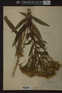 Solidago ohioensis image