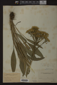 Solidago ohioensis image