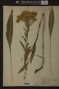 Solidago ohioensis image