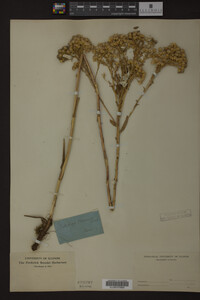 Solidago ohioensis image