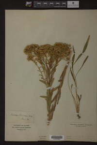 Solidago ohioensis image
