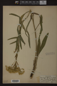Solidago ohioensis image
