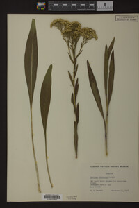 Solidago ohioensis image