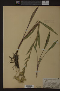 Solidago ohioensis image