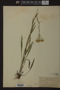 Solidago ohioensis image