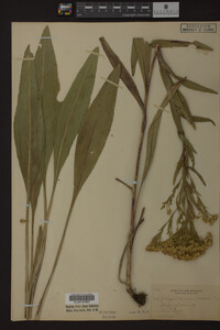 Solidago ohioensis image