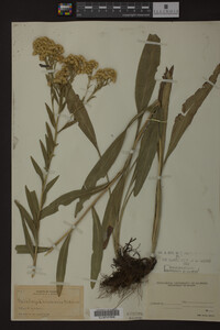 Solidago ohioensis image