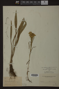 Solidago ohioensis image