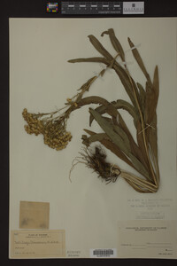 Solidago ohioensis image