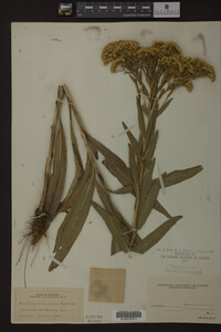 Solidago ohioensis image
