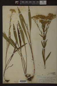 Solidago ohioensis image