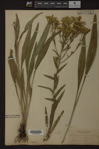 Solidago ohioensis image