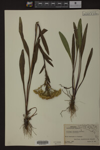 Solidago ohioensis image