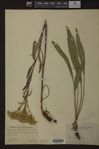 Solidago ohioensis image