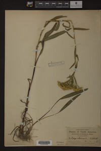 Solidago ohioensis image