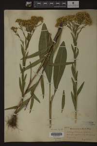 Solidago ohioensis image
