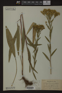 Solidago ohioensis image