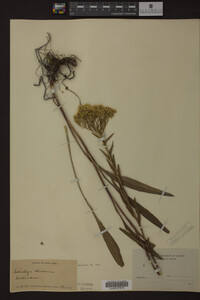 Solidago ohioensis image