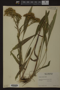 Solidago ohioensis image