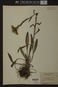 Solidago ohioensis image