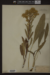 Solidago ohioensis image