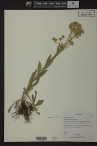 Image Associated With the Occurrence