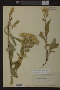 Image Associated With the Occurrence