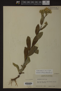Image Associated With the Occurrence