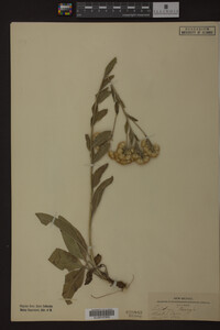 Image Associated With the Occurrence