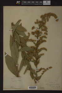 Solidago patula image