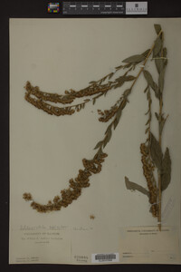 Solidago patula image