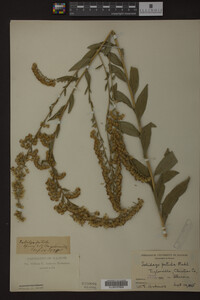 Solidago patula image