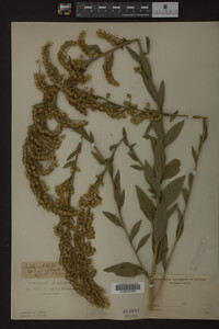 Solidago patula image